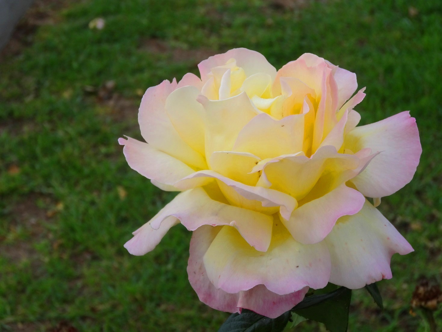 Роза лимон Роуз
