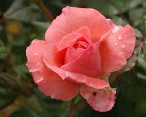 pink rose,