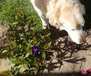 Planted a tibouchina. Toby saw the camera and decided he was needed!