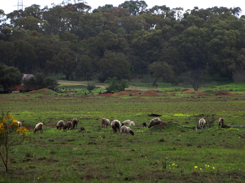 enjoyable distractions, Australian sheep, rural childhood,